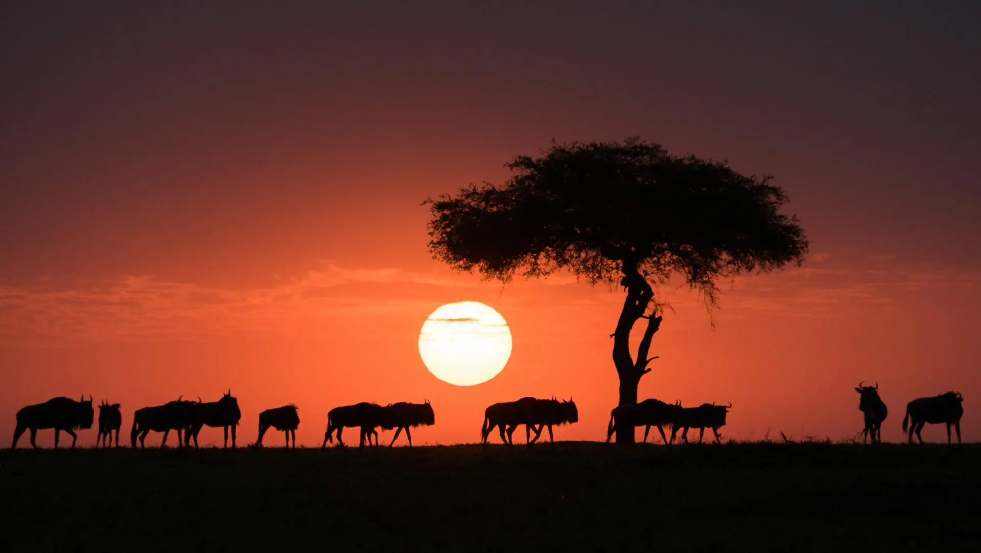 mara_migration_sept2017_lacywittman-4-e1641888618353